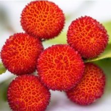 Madroño: Qué es?, Beneficios, Propiedades y Consejos