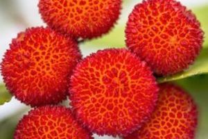 Madroño Madrono strawberry tree Frutas del Bosque