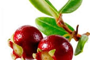 Murta murtilla Frutas del Bosque Chilean Guava