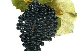 Muscadinia Muscandine Frutas del Bosque