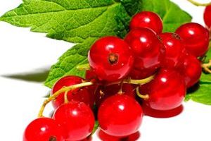 Grosella Roja red currants Frutas del Bosque