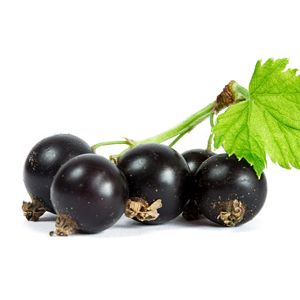 Grosella Negra Black Currants Frutas del Bosque