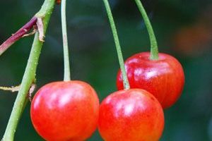Guinda sour cherry Furtas del bosque