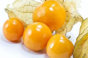 aguaymanto goldenberry