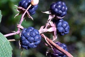 Zarza pajarera dewberry frutas del bosque