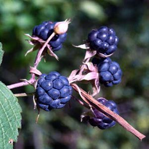 Zarza pajarera dewberry frutas del bosque