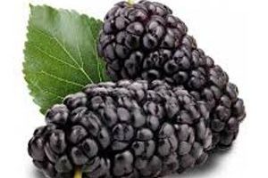 Mora Blackberry Frutas del Bosque