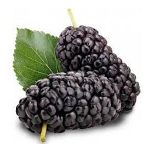 Mora Blackberry Frutas del Bosque