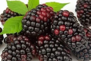 Mora Andina Mora de Castilla Fruta del bosque