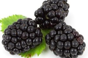 Zarzamora Blackberry Mora
