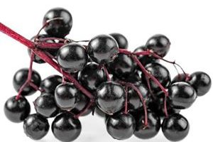 Bayas de Sauco Saúco Elderberry