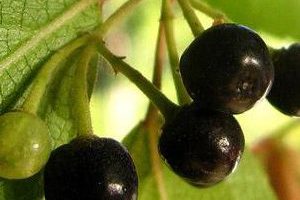 Maqui Maqui Berry Frutas del Bosque