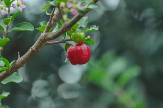 arbol cerezas Prunus avium