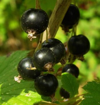 fruta del bosque grosella negra