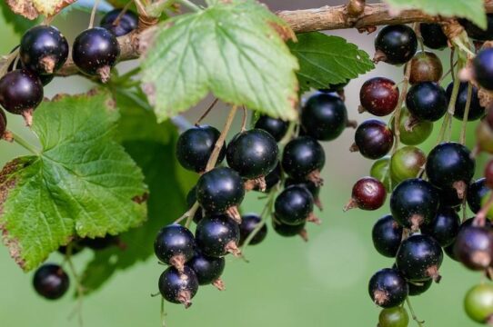 grosella negra Ribes nigrum beneficios