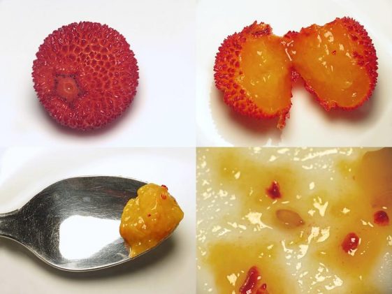 Madroño: Qué es?, Beneficios, Propiedades y Consejos