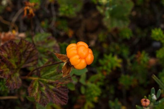 Rubus chamaemorus mora de los pantanos o cloudberry