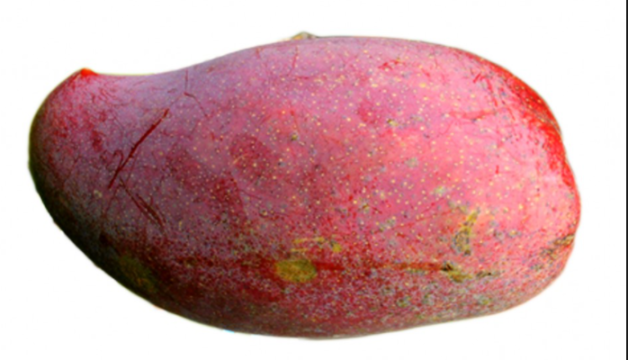 mango lancetilla