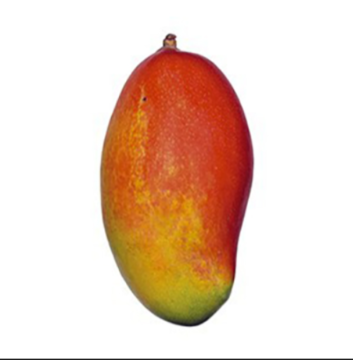 mango palmer